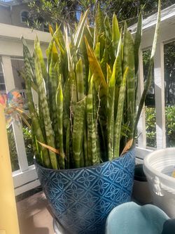 Free: Two large planters with snake plants