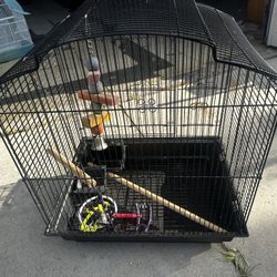 Bird Cage 