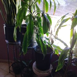 Indoor Plants