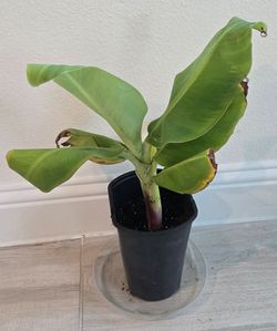 Dwarf banana plant