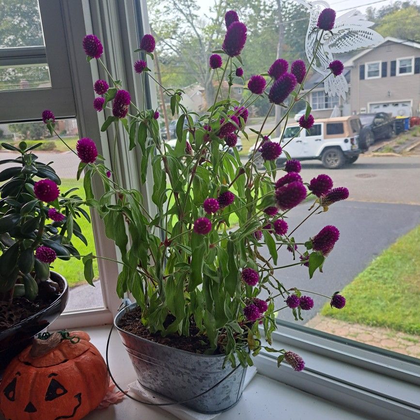 Hot Pink Globe Amaranth plant