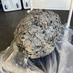Bald Faced Hornet Nest