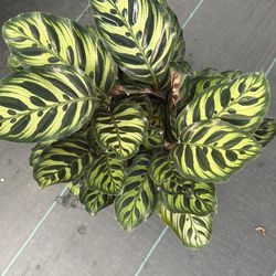 Peacock Plant (Calathea makoyana).  On a 8 inch pot.