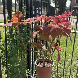 Coleus Campfire Live Plant $10