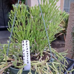Rhipsalis Prismatica Plant $28