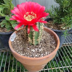 Cactus  en flores
