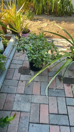 Plantas