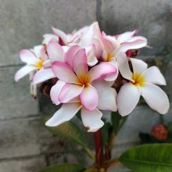 Plumeria Stems