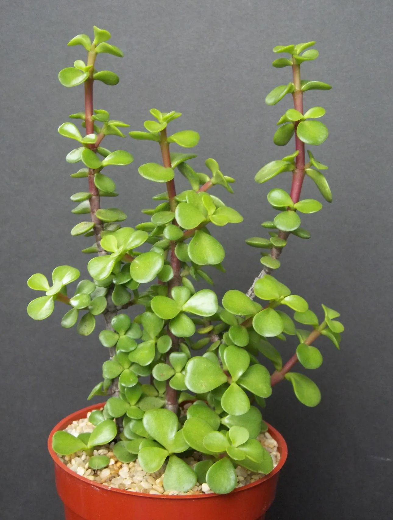 PORTUCALARIA AFFRA  Green  rare elephant bush mini jade tree bonsai 4" plant