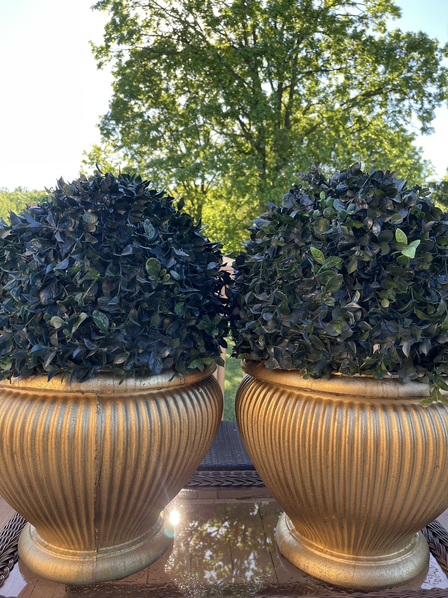 Very Nice 2 Pots With Green plant 24 Inch tall