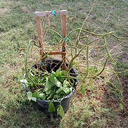 1 Passion Fruit Bush I Potting Soil N Bark Mixture $40 You Can Keep In Pot Or Use Bigger Pot Or Transplant Into Mother Earth