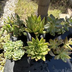 6 Inch Pots Fully Rooted 