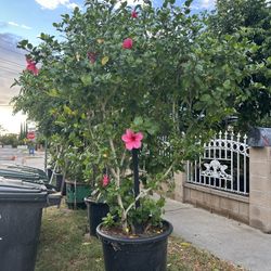Plant For Sale