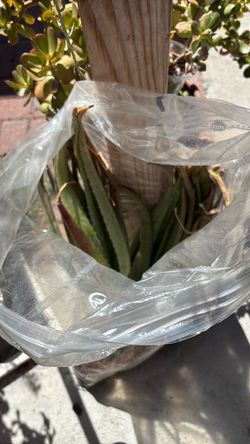 Matas de sábila