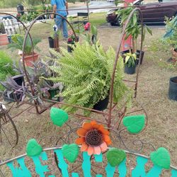 Plants Flower 🌳  Trees Cactus Elephant Ears Snake Plants Ivt More Etc.....