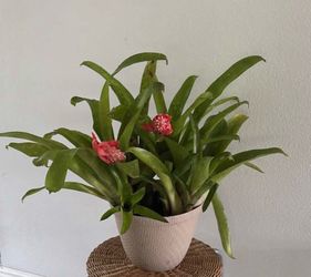Bromeliad Plant with Pink Flowers