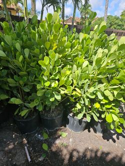 huge clusiasl  Instant  privacy Hedge for fence