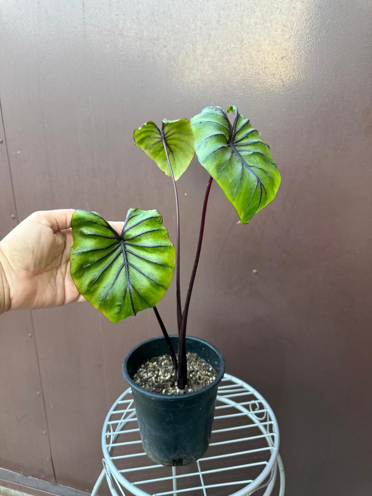 alocasia pharaohs mask 