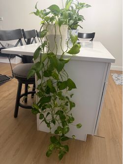 House plants