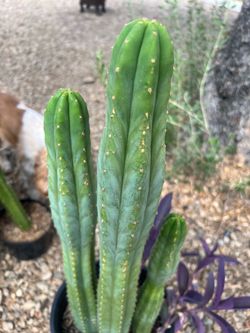 Cactus-tricho PAC - Decosta 2 x 16” fresh cuts