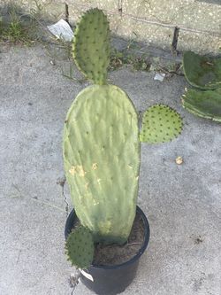 Cactus Prickly pear