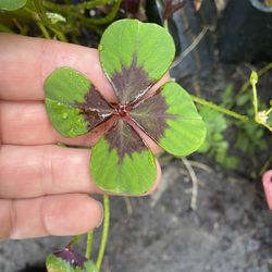Purple And Green Shamrocks. 