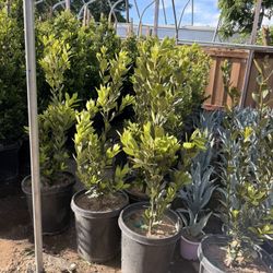 Bay leaf Laurel 15 Gallons 