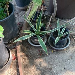 Beautiful Plant 