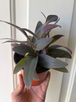 Tradescantia Padilla ‘purple heart’ 💜