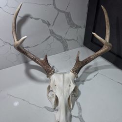 6 Point Buck European Mount Deer 🦌 Antlers Horns 