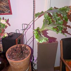 Bear Paw Fern - Polypodium Aureum 'Mandianum'