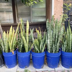 Smoke Plant 8 Dollar For Each 
