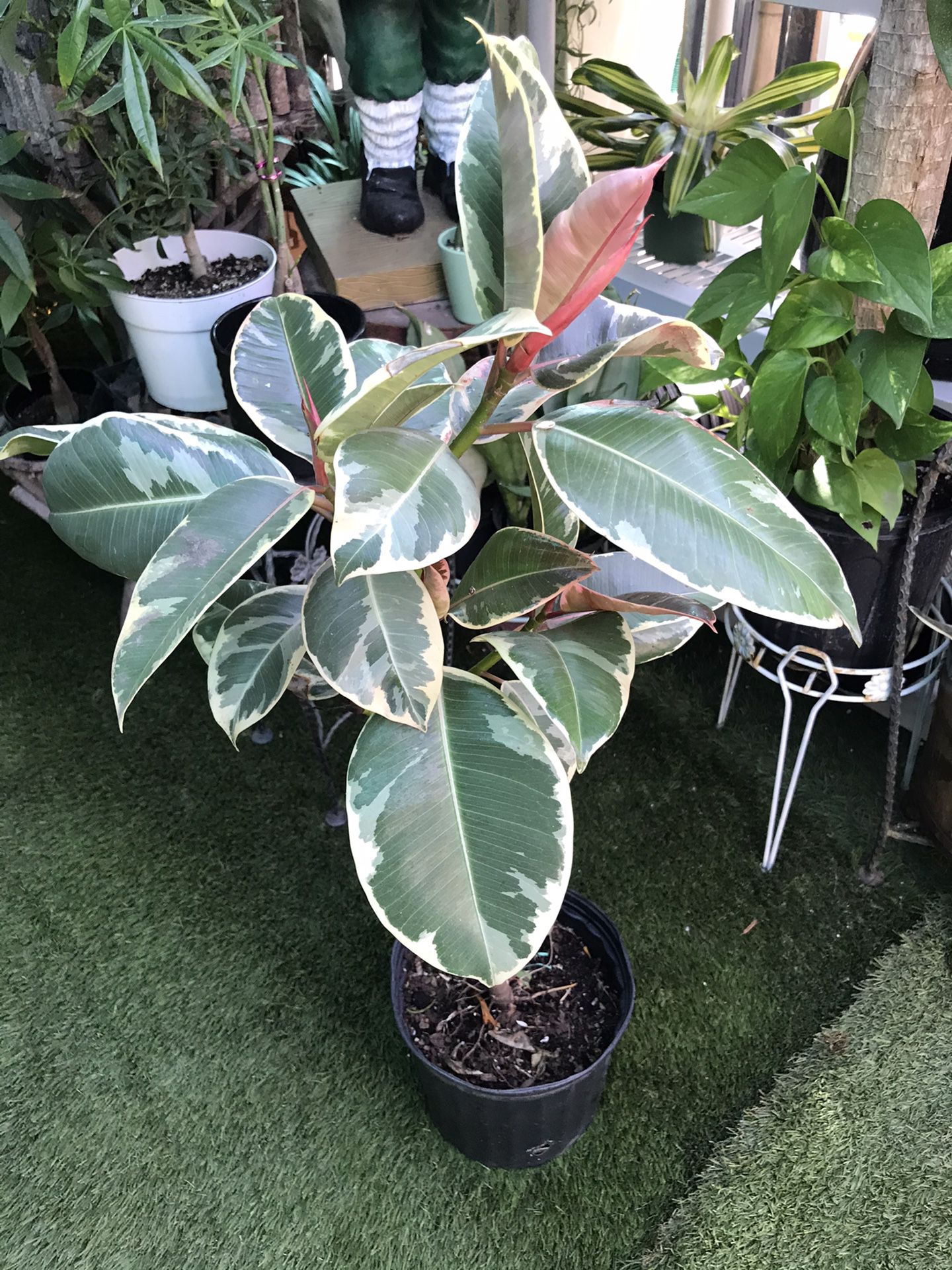 Plants (3ft x 3gallons Variegated Rubber plant $15)