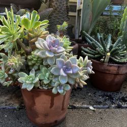 Succulent Arrangement 