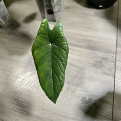 Reverted Aurea Scalprum