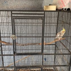 🦜 Beautiful Cockatiel + Large Cage + 2 Extra Cages! 🏡🐦 (Town & Country Tampa - Pickup Only)