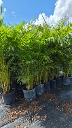Arecas Palms About 8 feet Tall
