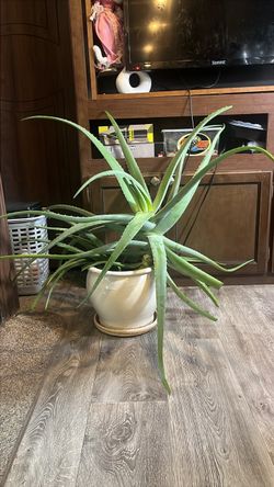 XXL Aloe Vera