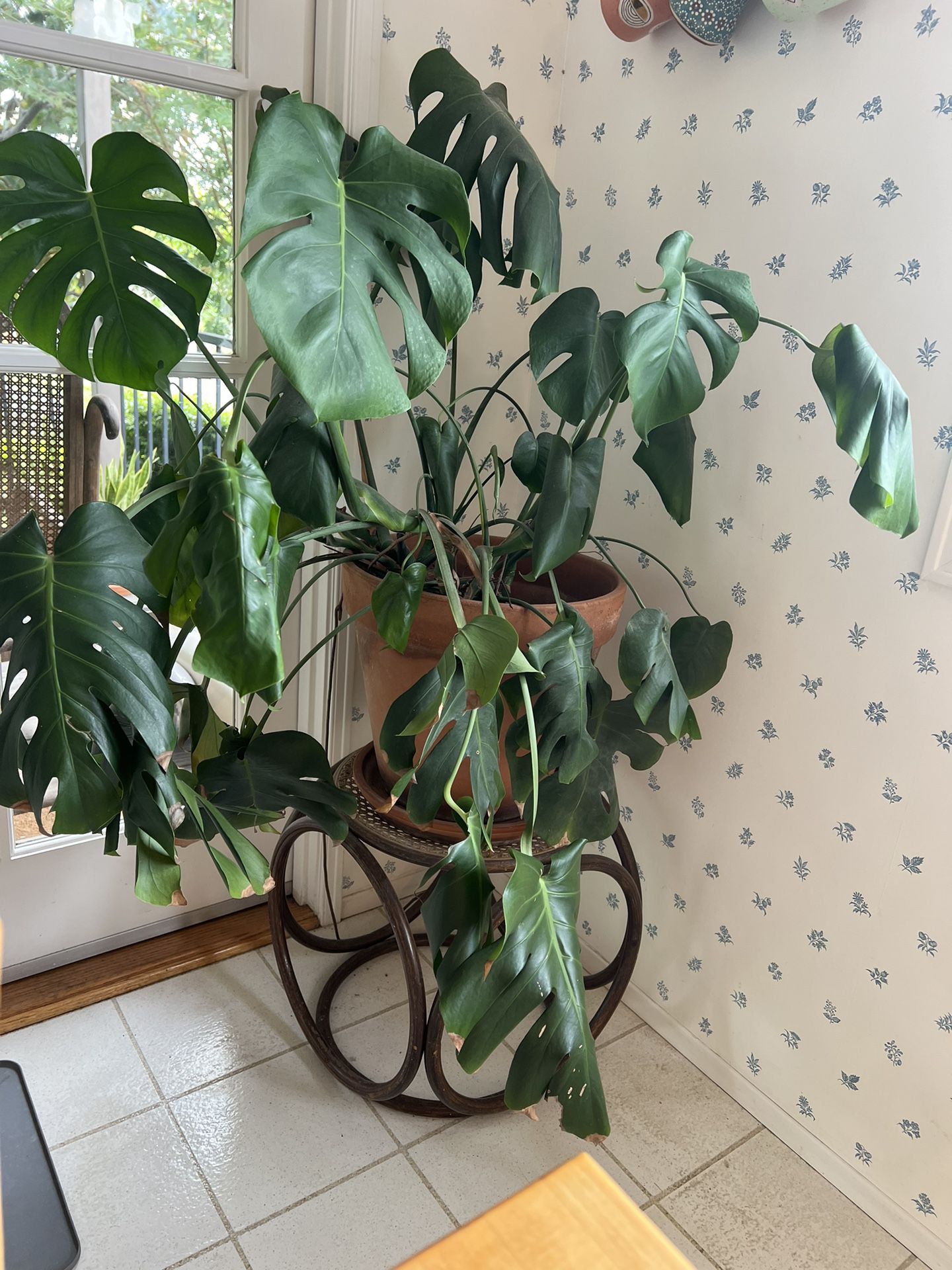 Large Split Leaf Plant With Pot And Stand  