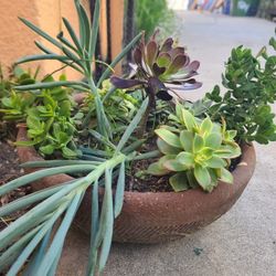 Succulents Plants