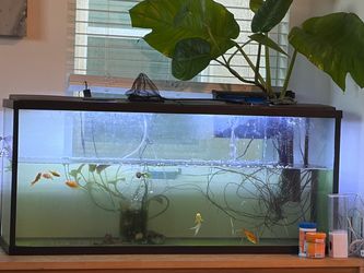 Fish tank comes with accessories