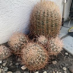 Cactus 
