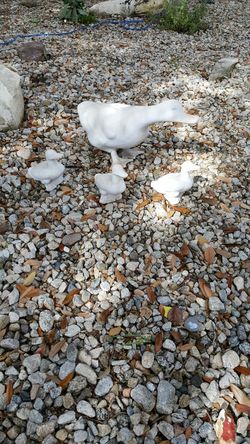 outside figurines set of 4 ducks