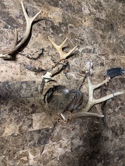 Deer Antler Collection with Feather Decor