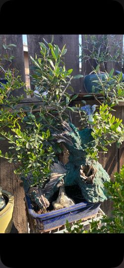Bonzo olive trees for to stay on $120 bonsai olive trees for to stay on $120