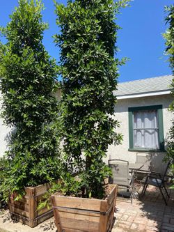 Plantas de Ficus - disponible en caja 36 or gallon de 24
