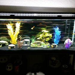 55Gal Aquarium W/accessories 