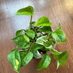 Global green pothos plant
