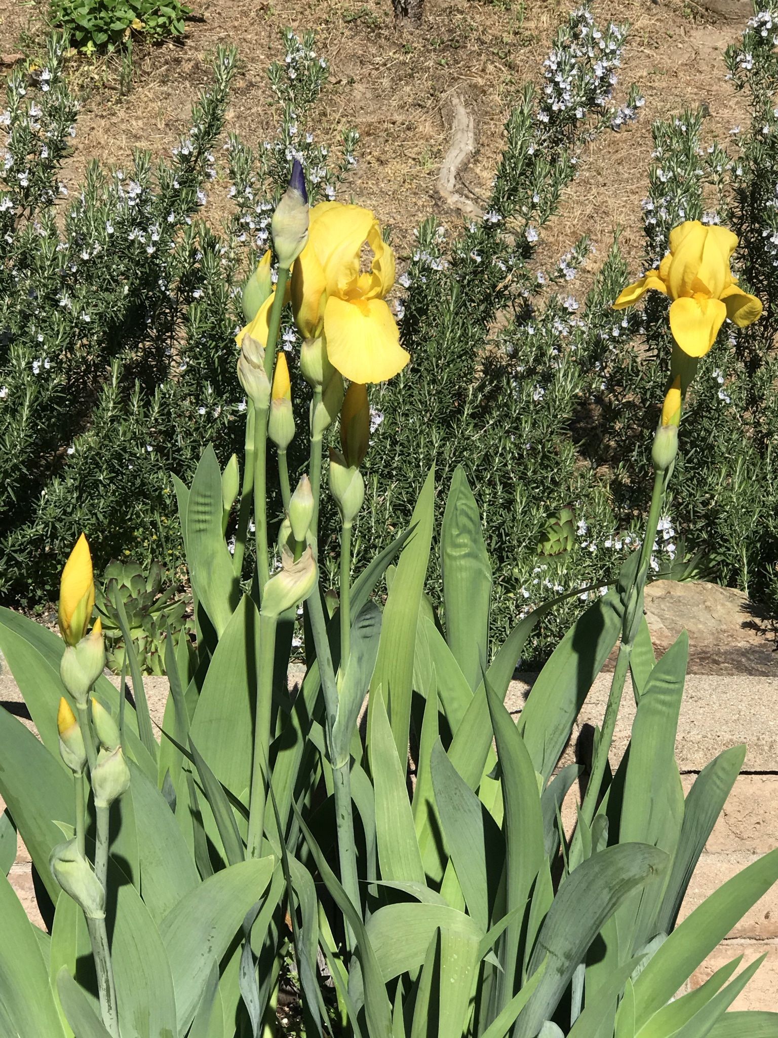 Iris Bulbs / Plants