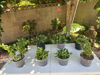 Plants - Live Plants in 6 Inch Pots 🪴